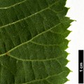 SpeciesSub: subsp. dasystyla